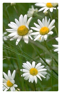 DF35T 021 Field of Daisies